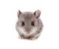 Printable Chinese Flashcards PDF | Animals in Chinese