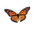 Printable Chinese Flashcards PDF | Insects